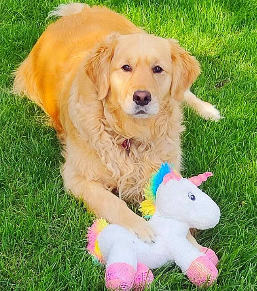 Four Seasons For Paws in Brighton, MI